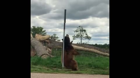 Медведь танцует у столба стриптиз.The bear dances at the pole striptease.
