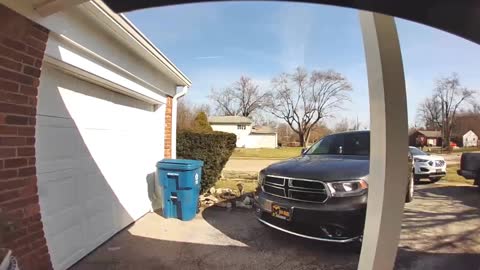 Doorbell Camera Catches Rottweiler Chasing Neighbor