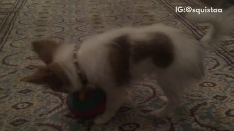 Long hair brown white dog chase ball to camera