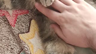 Affectionate and beautiful cat bites. May 2020