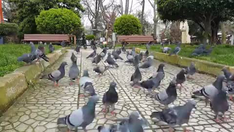 Feed the pigeon