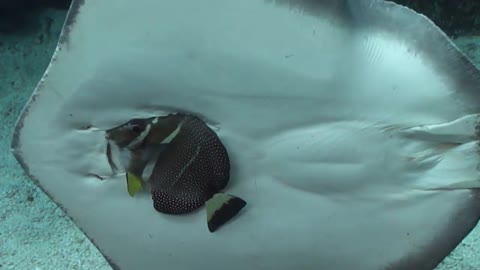 Stingray tries to eat a fish at the Aquarium of the Pacific