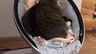 Relaxed Kitty Sleeps in Baby Rocker