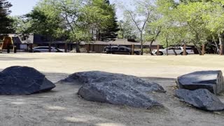 Bear Family Makes Beach Their Playground