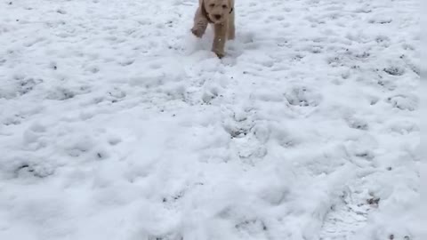 Brown puppy runs at camera on snow field