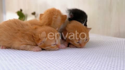Little Fluffy Kittens