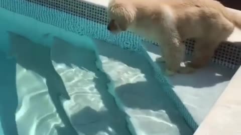 Little golden retriever swimming for the first time