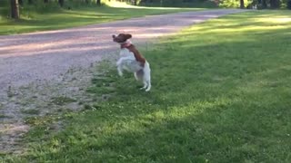 Brown white dog jumps high to catch tennis ball in his mouth