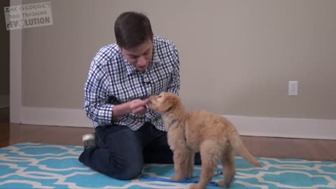 3 Easy and important Things to Teach your NEW PUPPY!