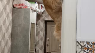 Spider Cat Hangs From Door Frame