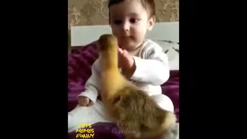 Funny Animals Videos