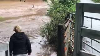 Owner Swims with Horse to Safety