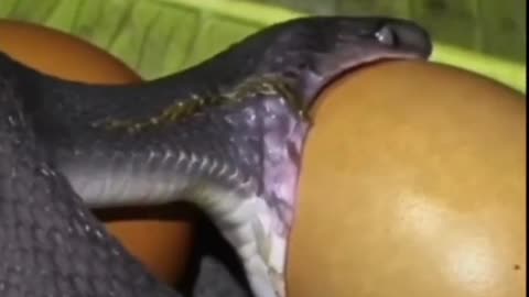 Snake eating eggs !