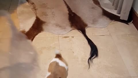 Brown white dog plays with bubble wrap