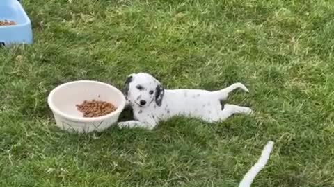 Dalmatian Puppy Shows Off Her Lazy Eating Style👏🏽