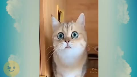 Rumble/cat surprise video,best viral video 2022 animal,cute animal
