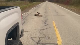 Clumsy Deer Knocks Herself Out