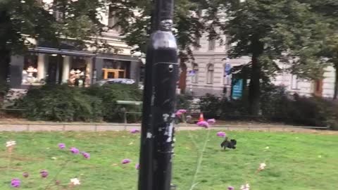 Small black dog fetching toy tossed to it