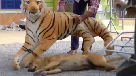 Funny Troll Prank Dog Funny fake Lion and Fake Tiger Prank To dog Huge Box Prank to dog