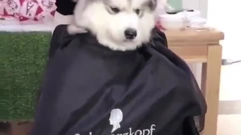 Cut the dog’s hair, I don’t know if it’s enjoyment or impatient
