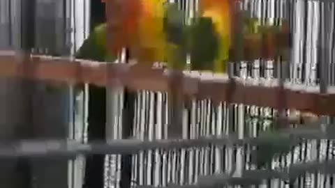 parrots life in cage