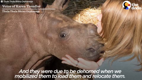 Baby Rhinos Killed Because People Wanted Their Horns | The Dodo