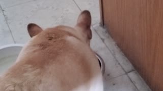 Dog sounds like a pig