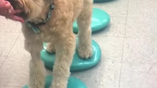 Teddy plays The Floor is Lava!