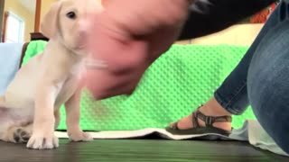 7-week-old Labrador retriever service dog prospect working on “touch”