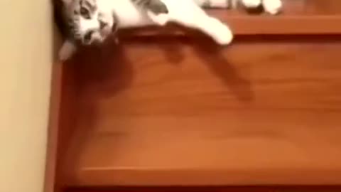 Very funny cat