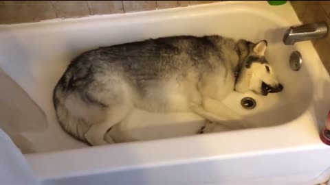 A stabron husky doesn’t want to take a bath😂