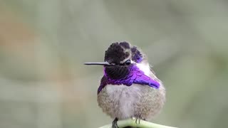 Beautiful Male Costa's Hummingbird