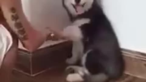 Cute Dog Husky in the Corner