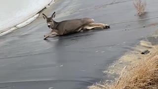 Deer Runs Away After Being Rescued From Icy Lake