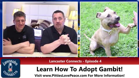 Pit Bull In Lancaster Is Searching For His Forever Home - Pet Of The Week - Ep4 - Lancaster Connects
