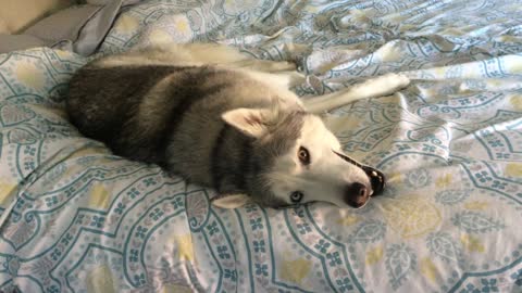 Stubborn Husky Refuses To Leave His Comfy Bed