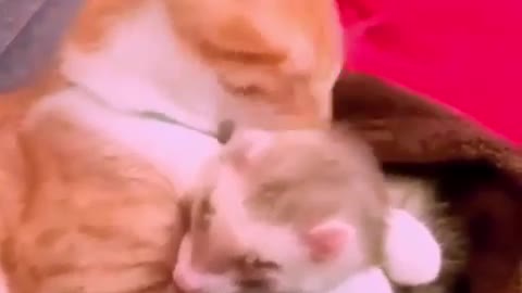 My cat zitoun and my cinnamon ferret hug each other