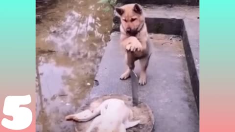 Funny moments with 🐶 Dogs and 😻 Cats