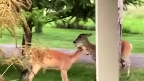 Funny two deers fighting