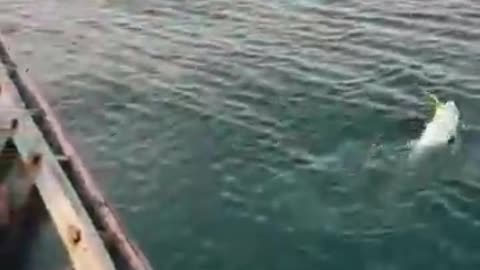 fishing -bigginers techniques -Boat fishing -fishing video india -Andaman sea