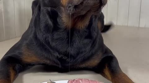 Dogs are so picky about what they eat