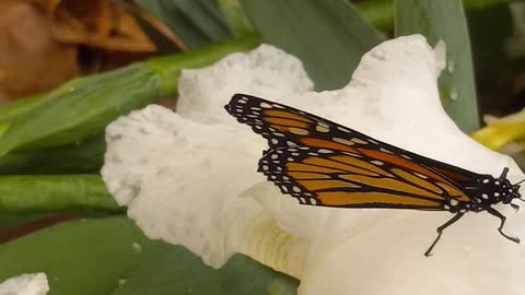 MALE MONARCH BORN REARING MONARCHS ISSUES