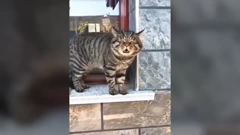 Cats Talking. these cats can speak English better than Humans!!! (Must See!!!!)