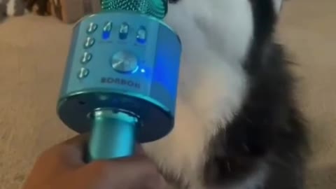 HUSKY SINGING BEAUTIFULL