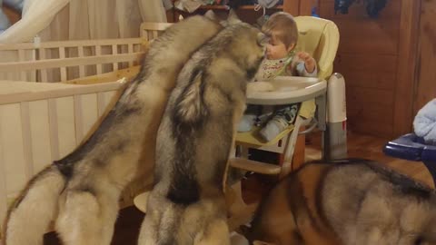 Trio of huskies help toddler finish dinner