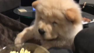 Chow Chow Eating Popcorn | Funny Dog Trying To Eat Video