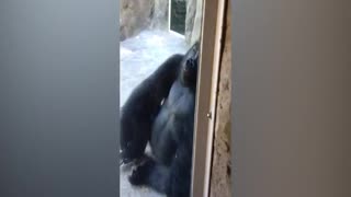 Two Boys Making Fun Of Gorilla