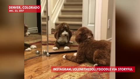 Dog Can’t Handle Its Own Reflection