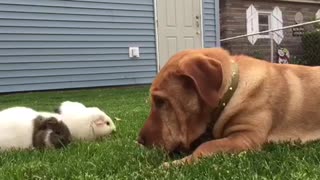Friendly pup thinks he's a guinea pig