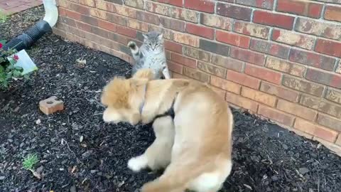 Cutest Dog & Cat Fight